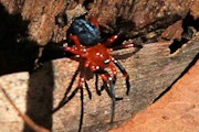 Red and Black Spider (Nicodamus peregrinus)